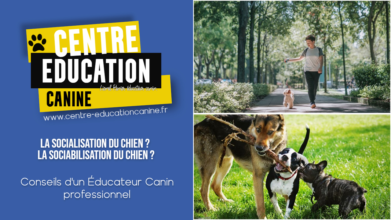 Comment rendre ton chiot propre rapidement et efficacement